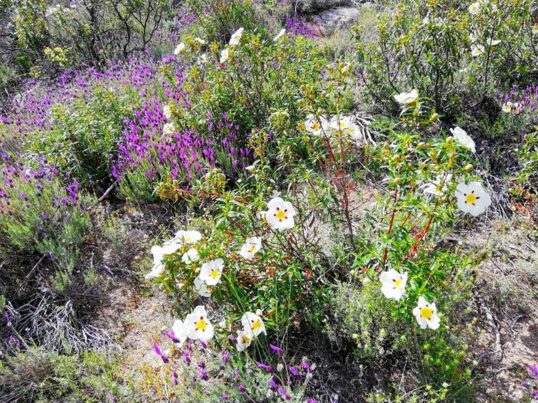 Alojamientos Rurales El Vallejo Puebla de Vallés Buitenkant foto